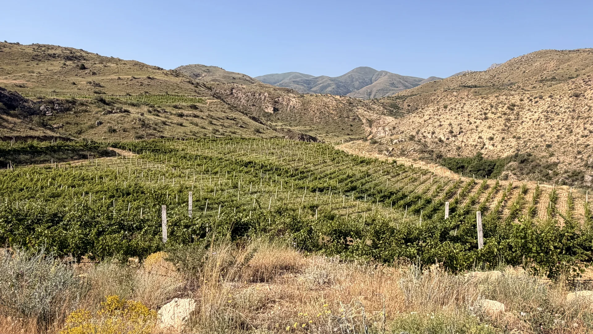 Panoramic view over the established estate vineyards and the Arpa Valley highlands