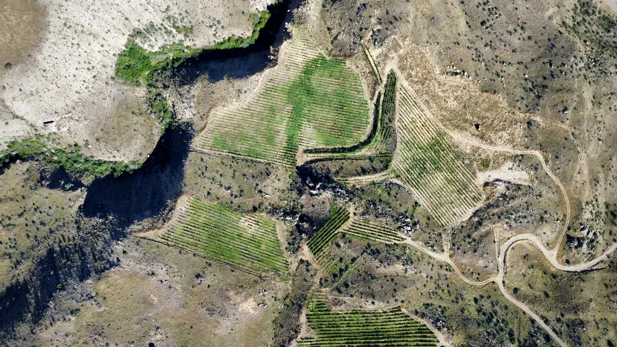 Established vineyards — aerial view