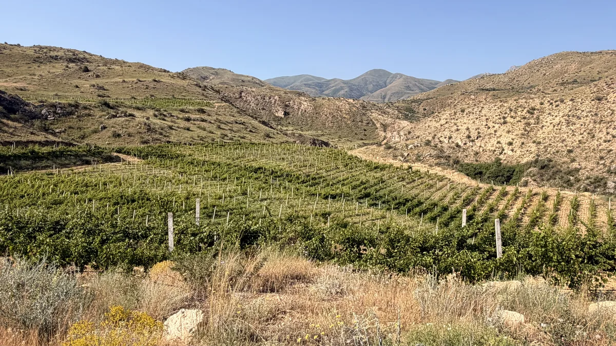 Vineyard rows and highland valley