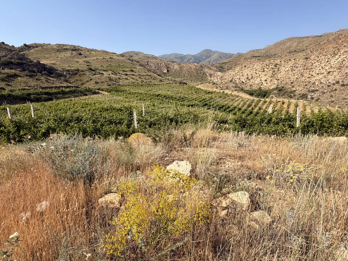 Estate vineyards — ground level