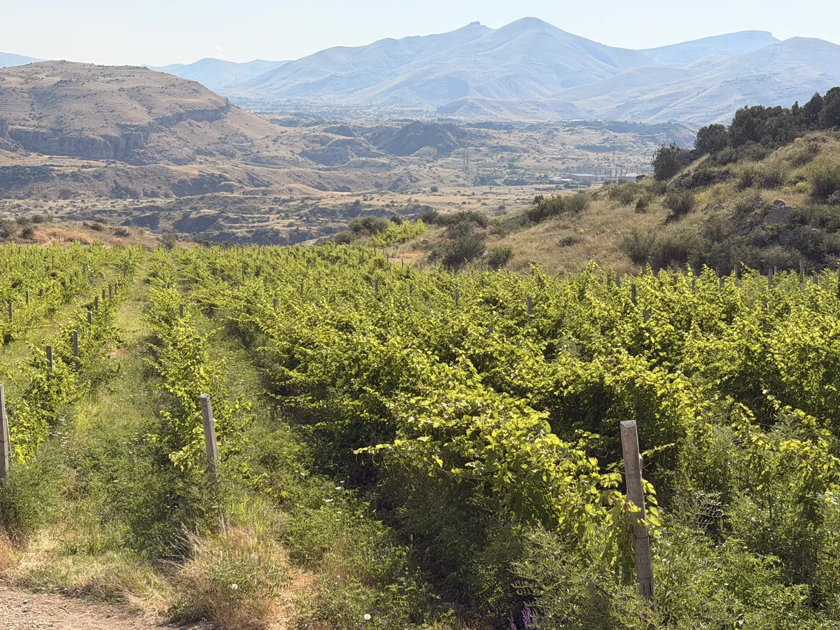 Vineyard terraces looking south