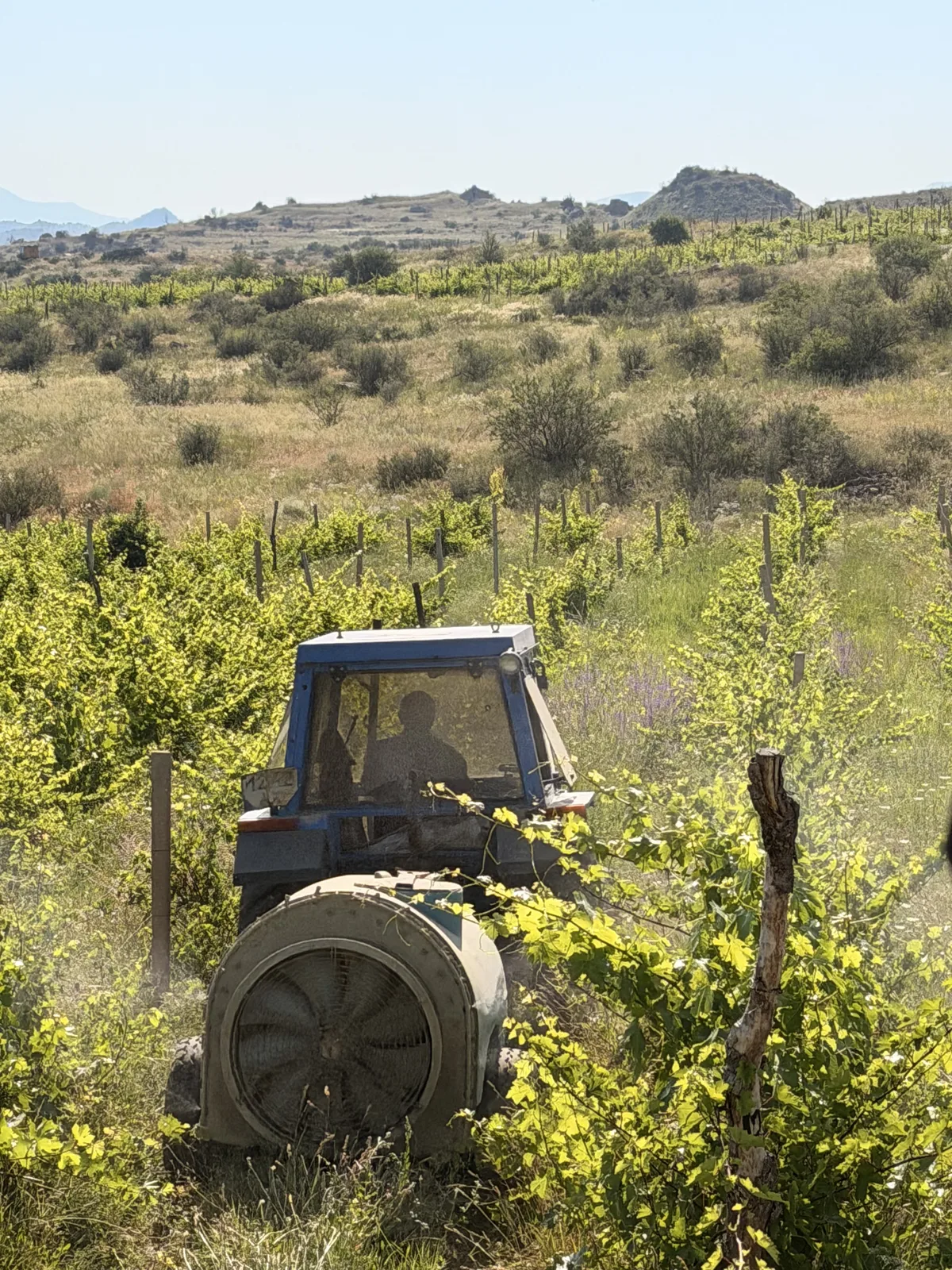 Vine rows and mountain backdrop