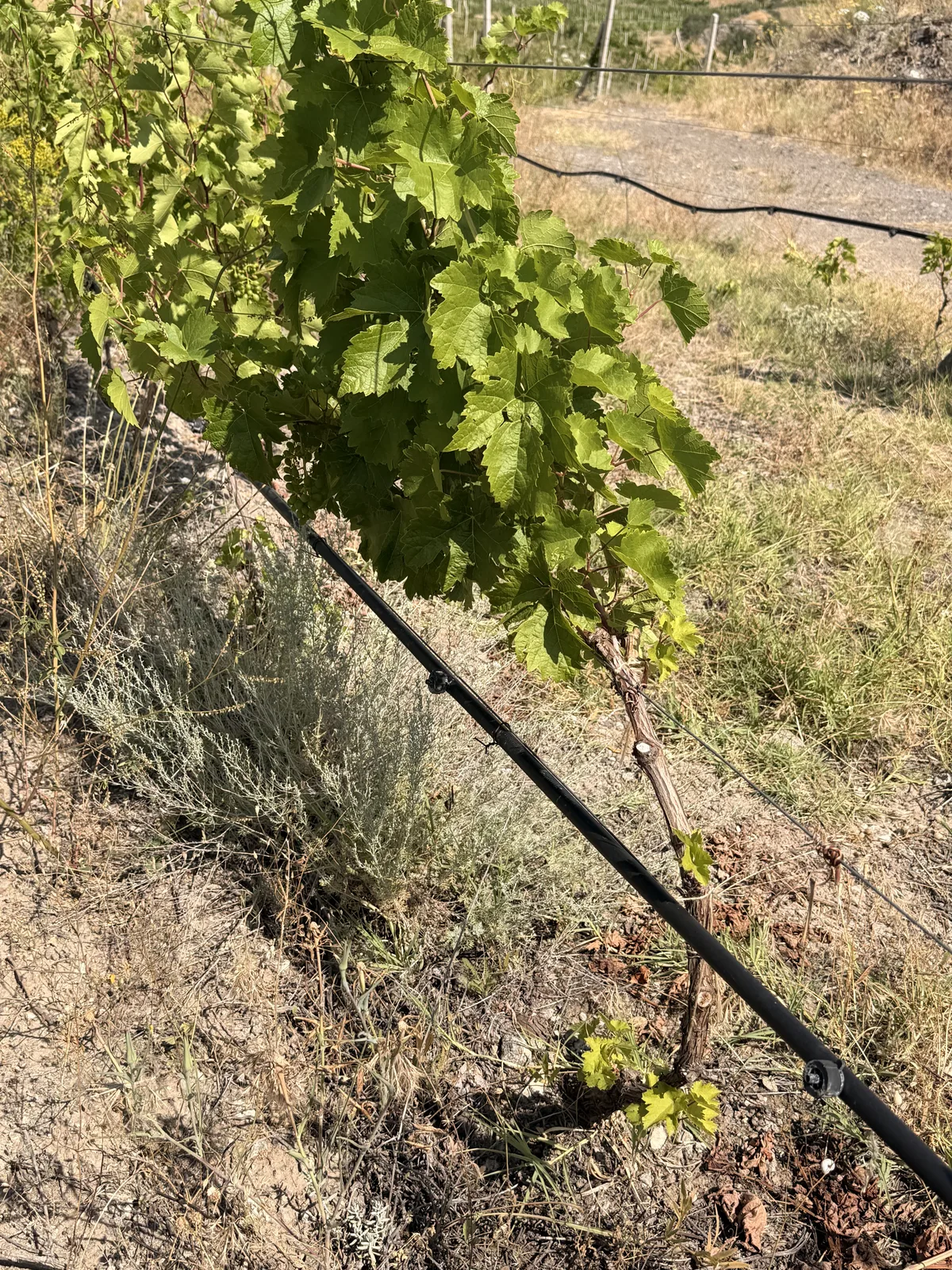 Established vines — close detail